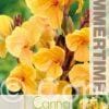 Canna Louis Cottin - RB