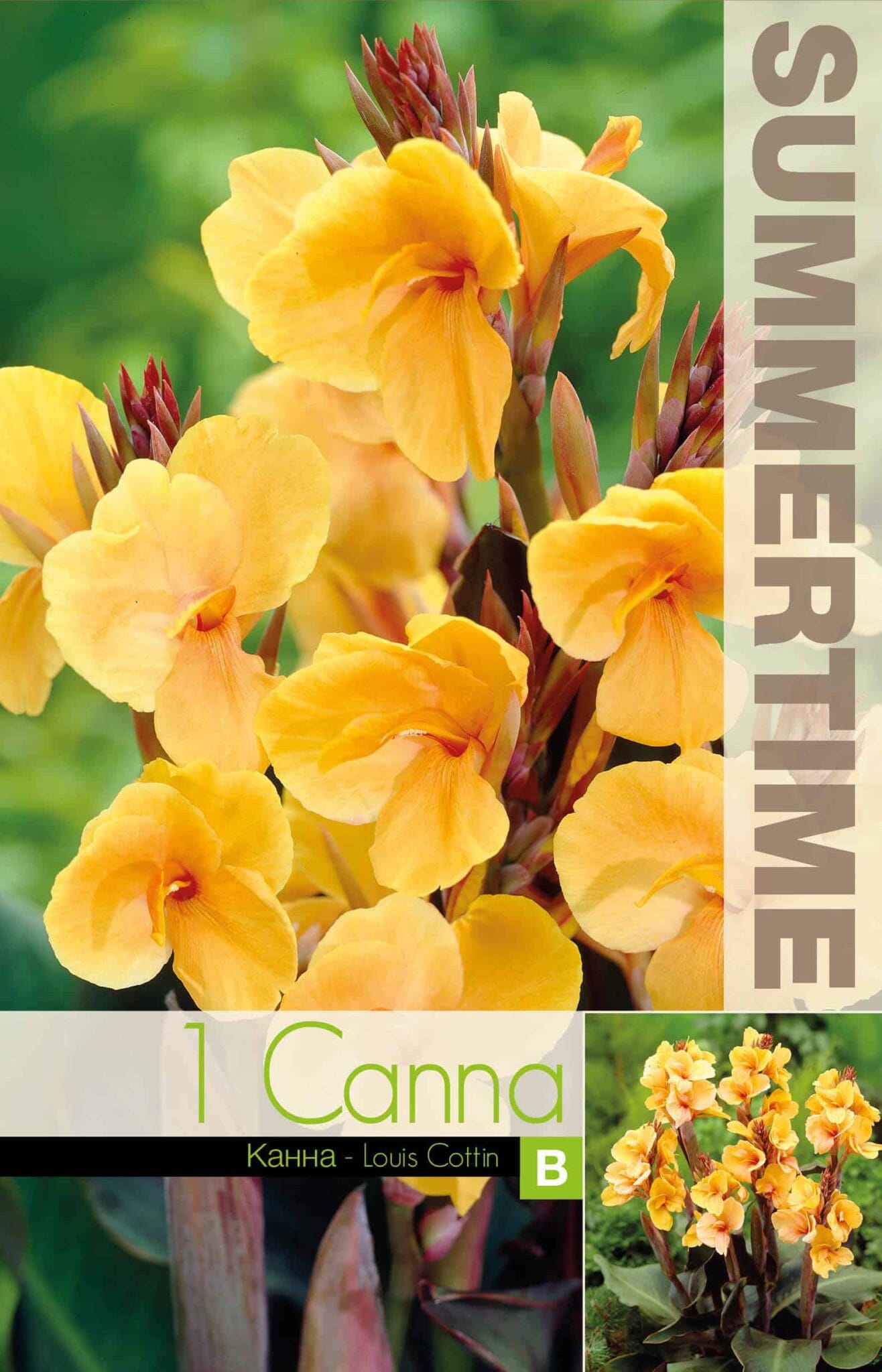 Canna Louis Cottin - RB