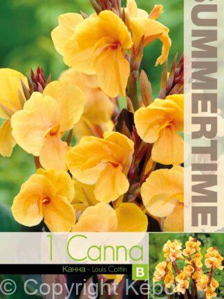 Canna Louis Cottin - RB