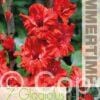 Gladiolus Fire Cracker - RB
