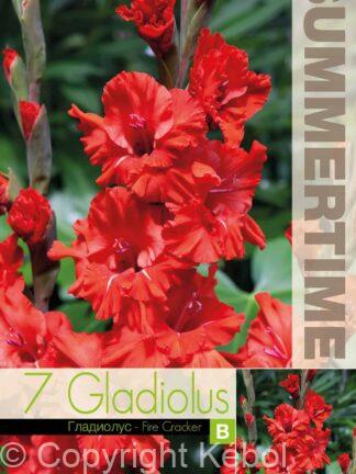 Gladiolus Fire Cracker - RB