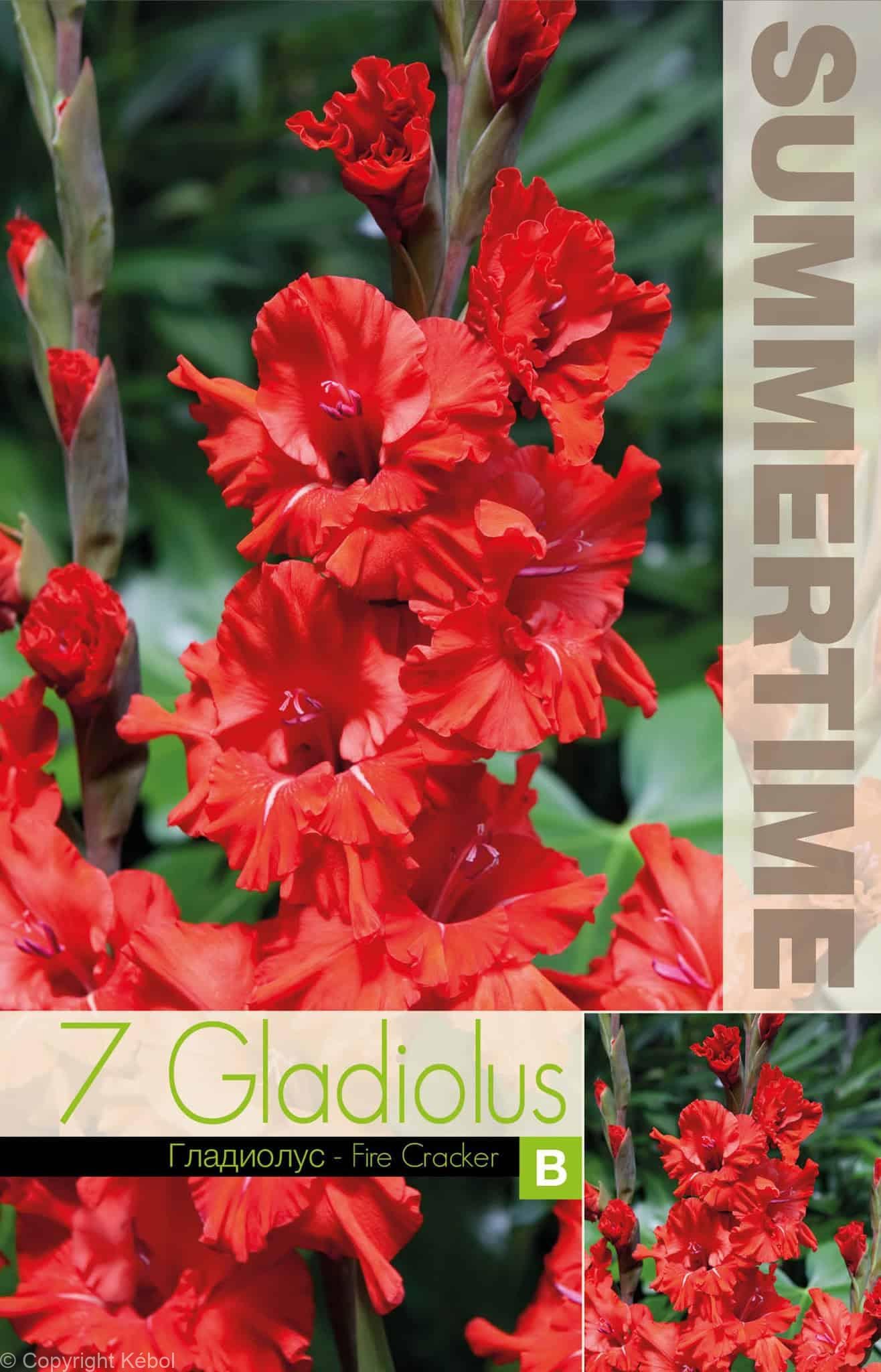 Gladiolus Fire Cracker - RB
