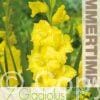 Gladiolus Limoncello - RB