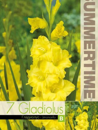 Gladiolus Limoncello - RB