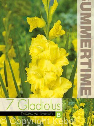 Gladiolus Limoncello - RB