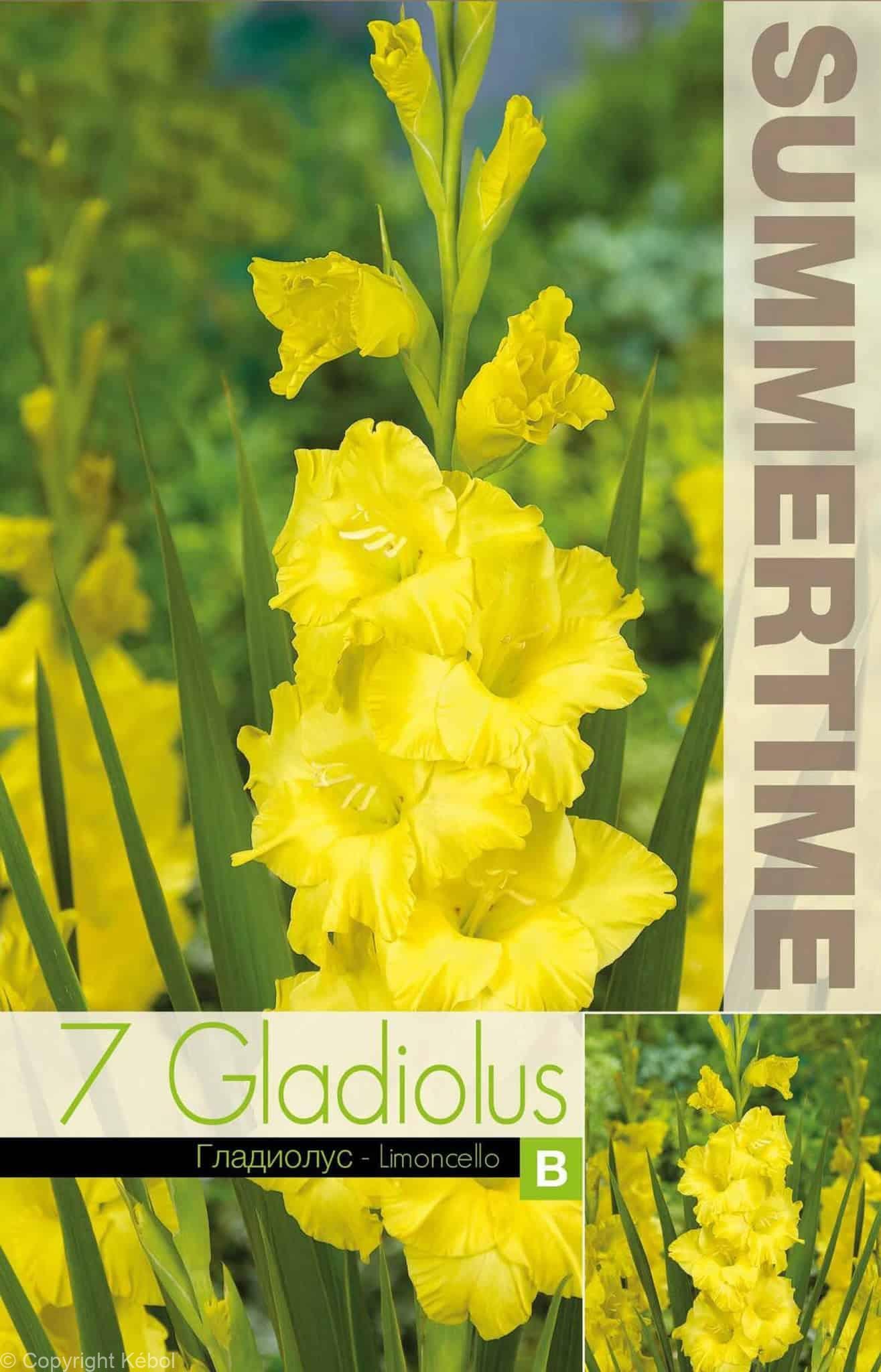 Gladiolus Limoncello - RB