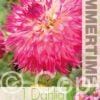 Dahlia Pinelands Princess - RB