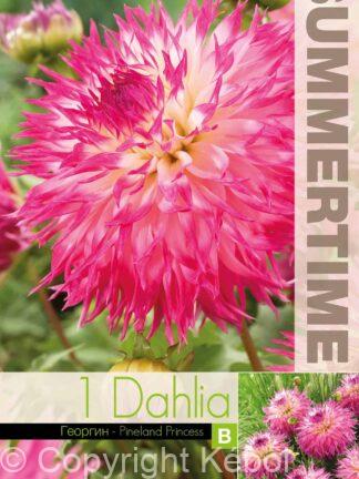 Dahlia Pinelands Princess - RB