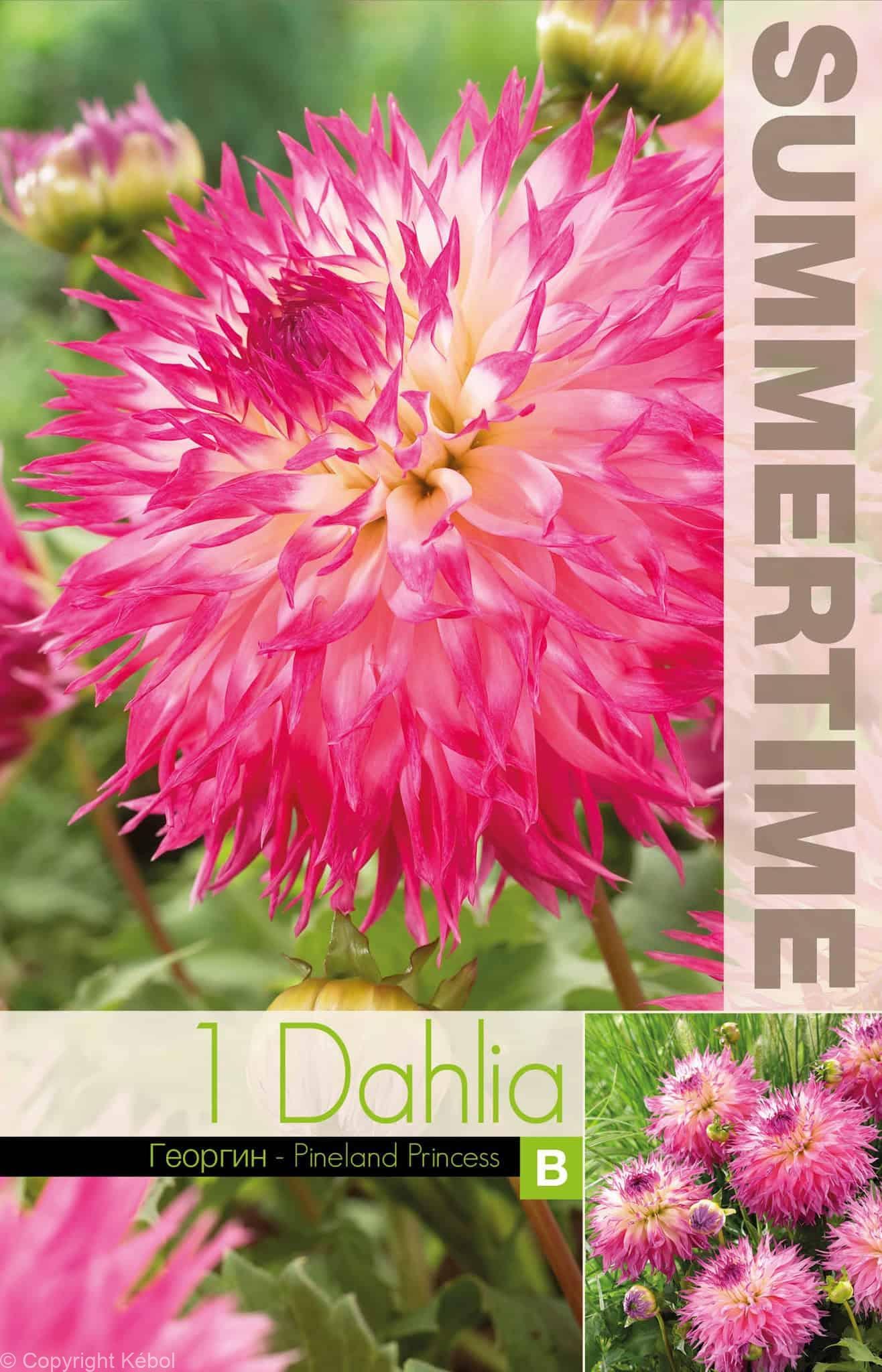Dahlia Pinelands Princess - RB