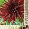 Dahlia Nuit d'Ete - RB