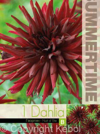 Dahlia Nuit d'Ete - RB