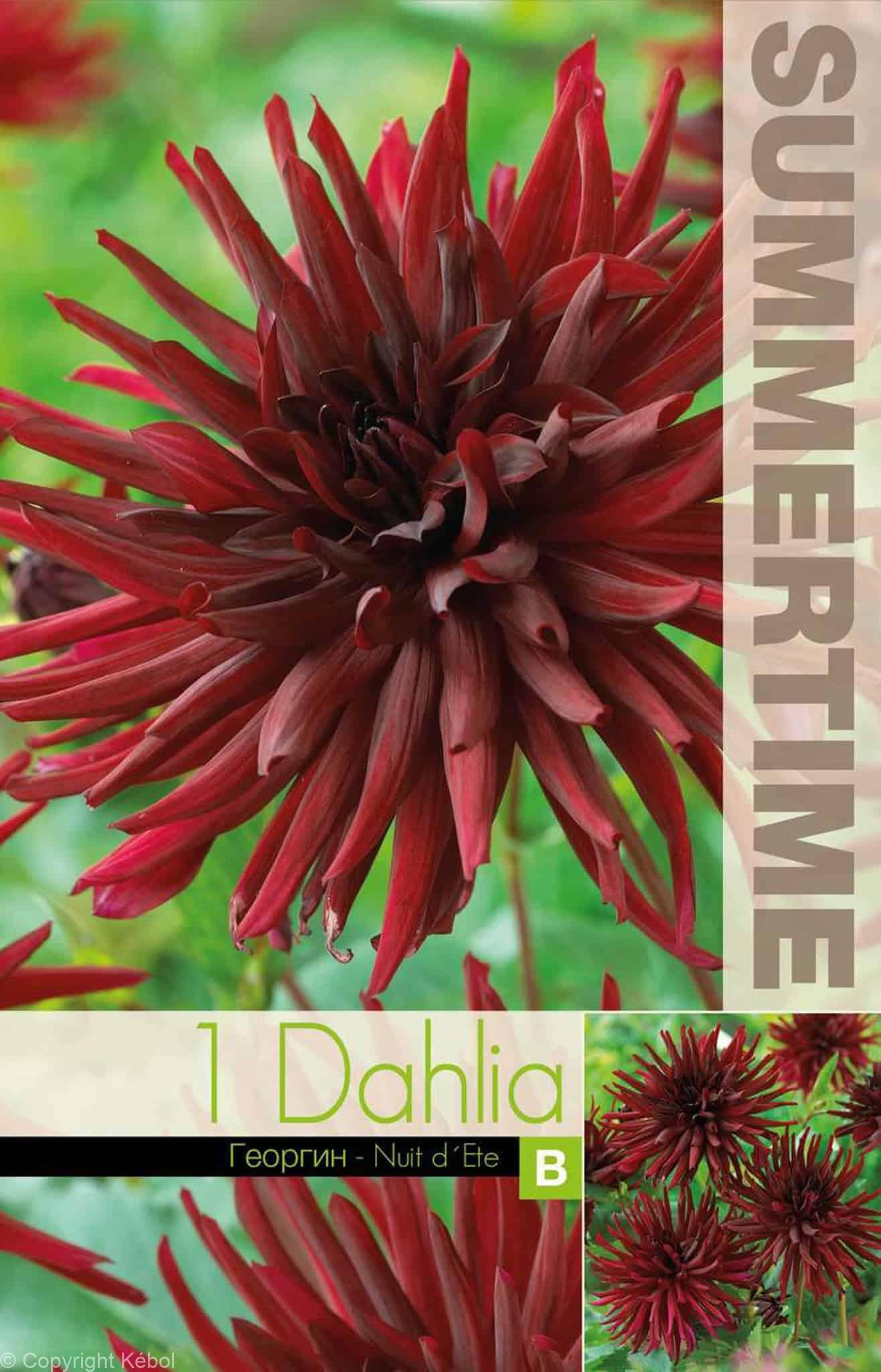 Dahlia Nuit d'Ete - RB