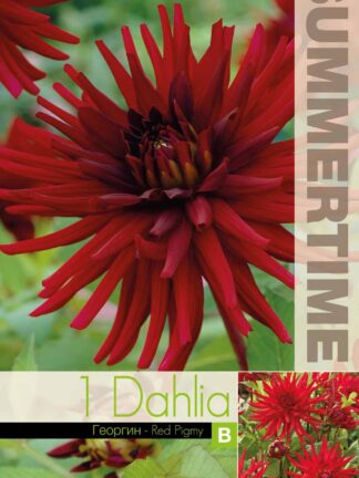 Dahlia Red Pigmy - RB