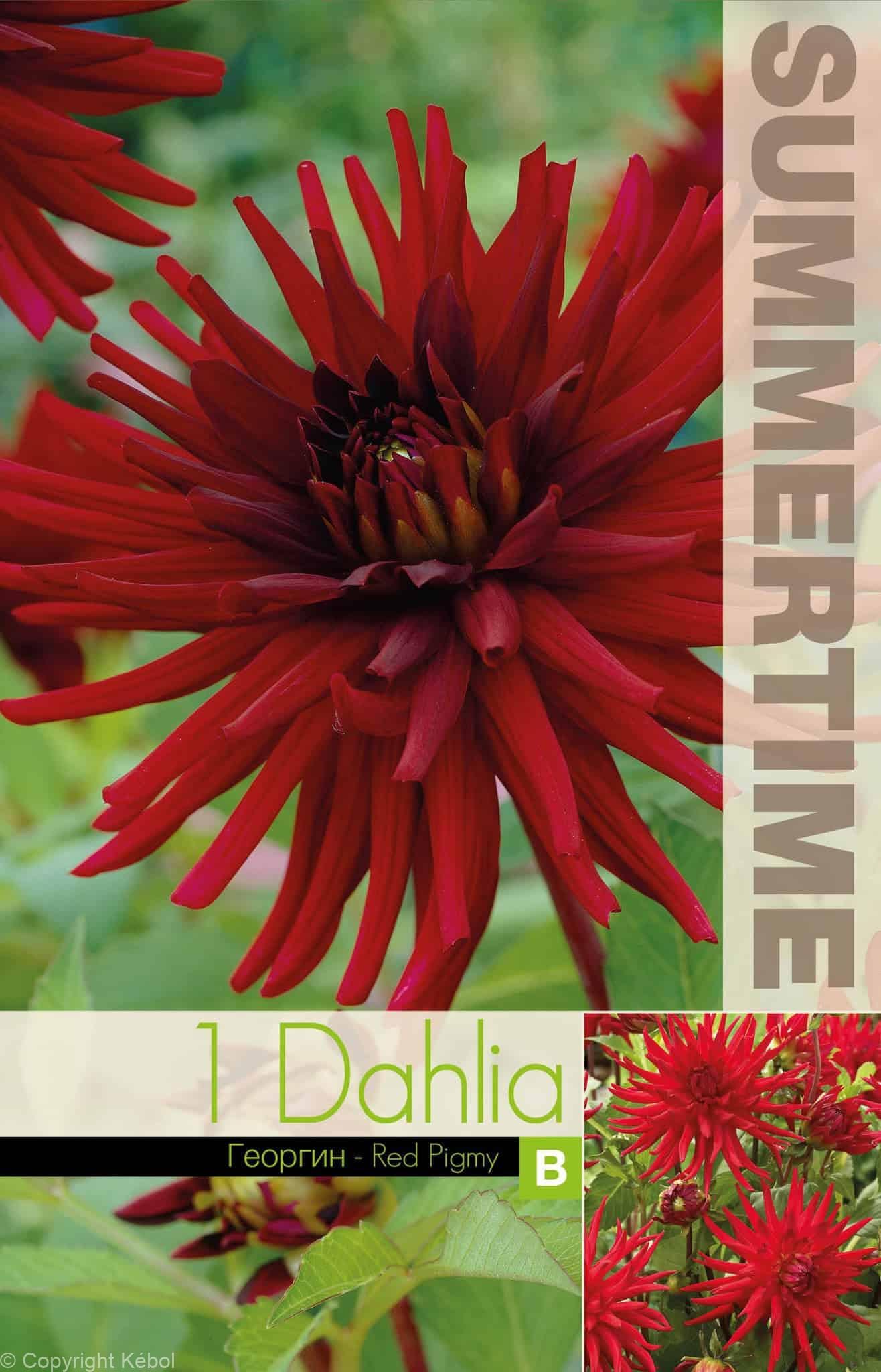 Dahlia Red Pigmy - RB