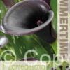 Zantedeschia Cantor - RB
