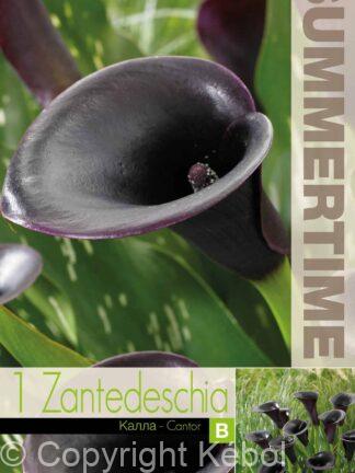 Zantedeschia Cantor - RB