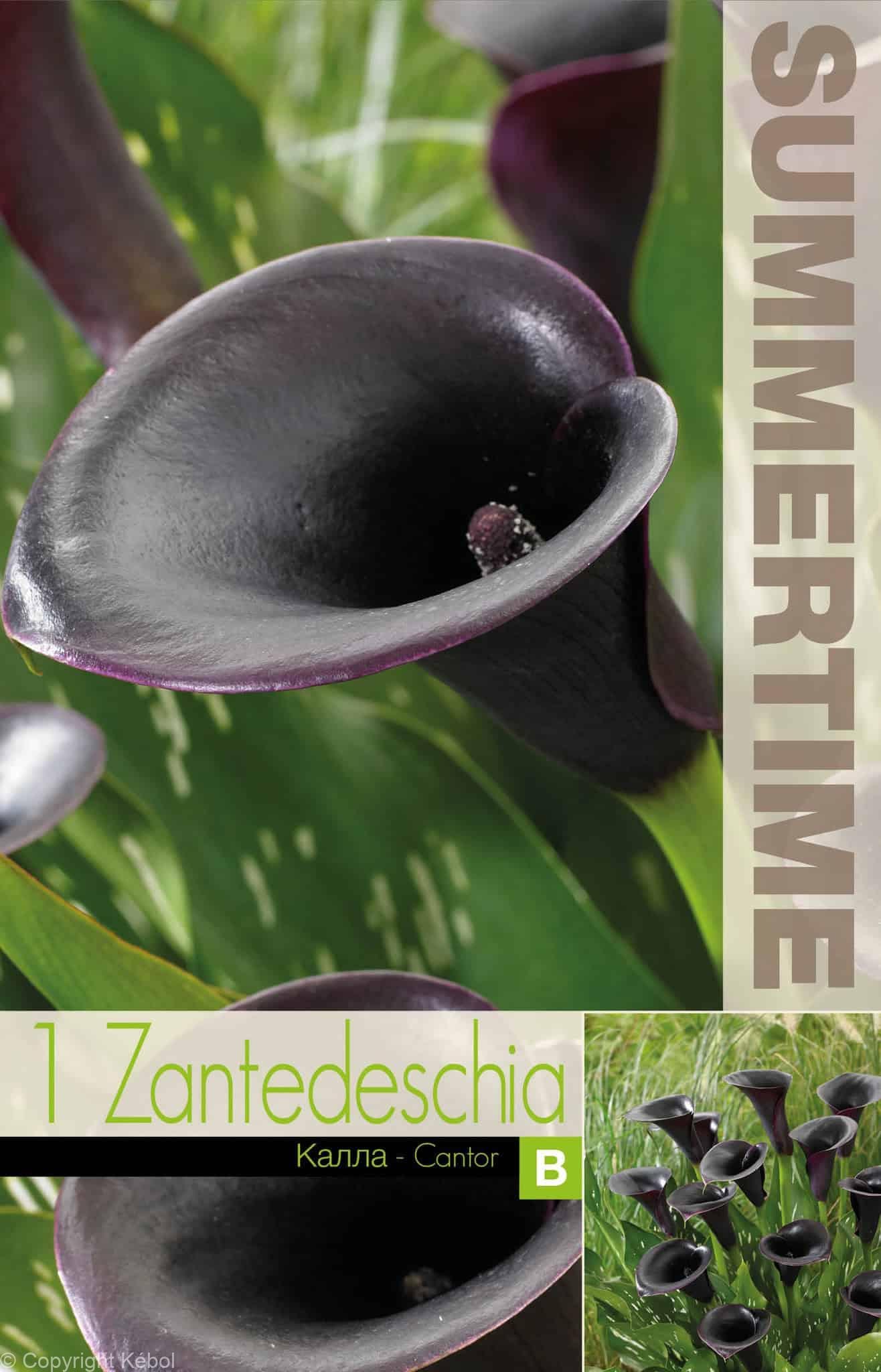Zantedeschia Cantor - RB