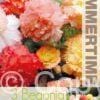 Begonia Samba Mixed - RB
