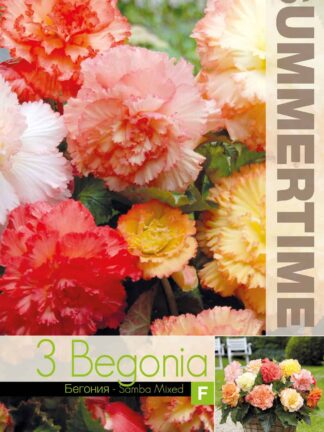 Begonia Samba Mixed - RB