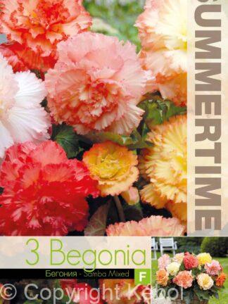 Begonia Samba Mixed - RB