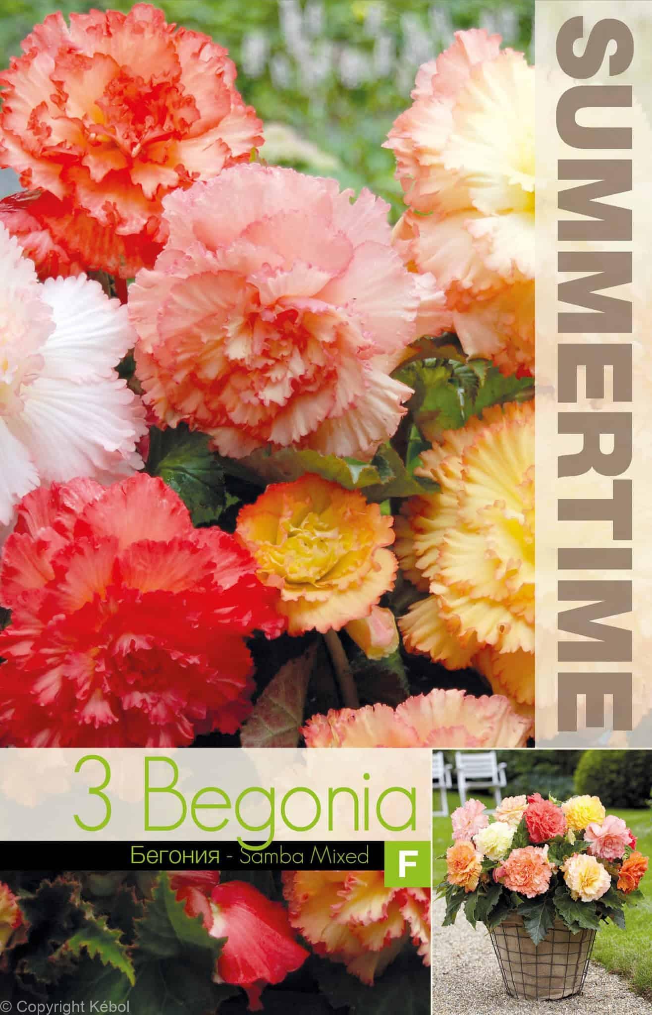 Begonia Samba Mixed - RB