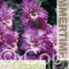 Gladiolus Vuvuzela - RB