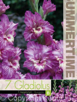 Gladiolus Vuvuzela - RB