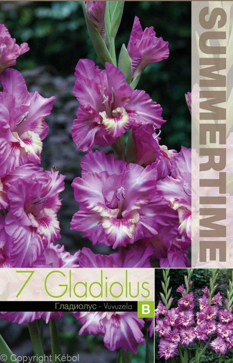 Gladiolus Vuvuzela - RB