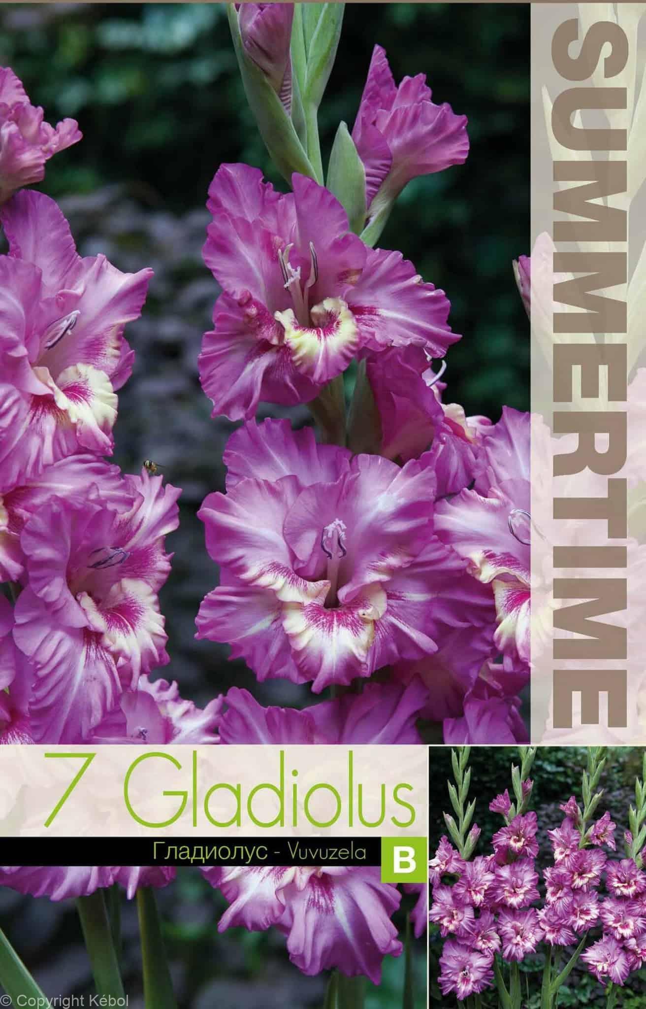 Gladiolus Vuvuzela - RB