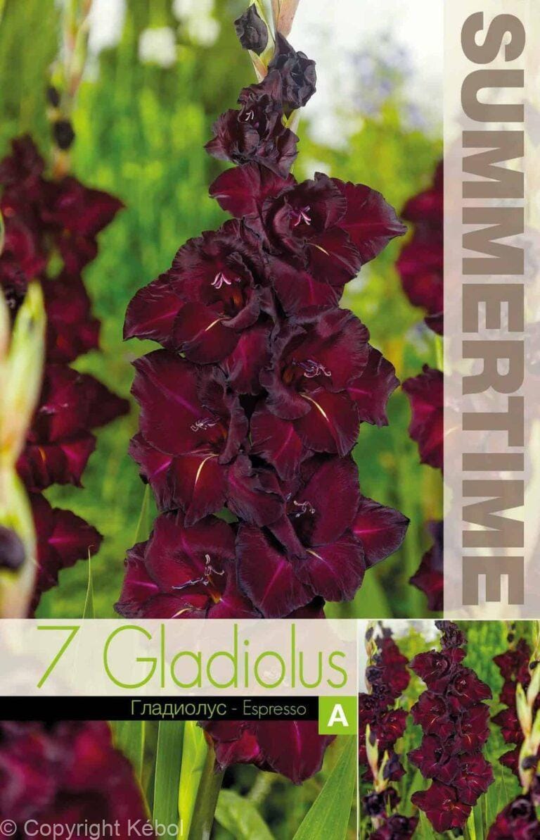 Gladiolus Espresso - RB