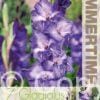 Gladiolus Grapevine - RB