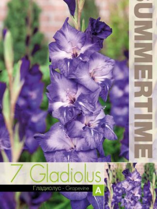Gladiolus Grapevine - RB