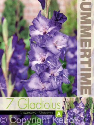 Gladiolus Grapevine - RB