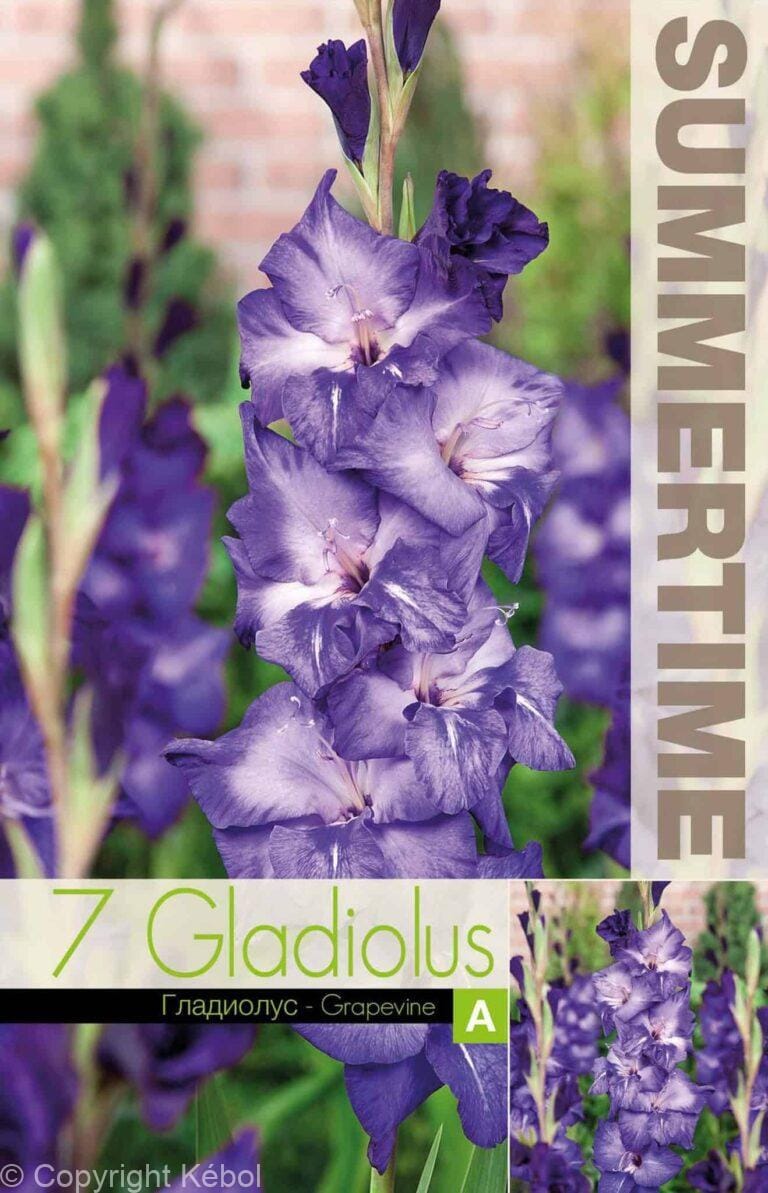 Gladiolus Grapevine - RB