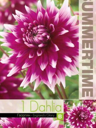 Dahlia England's Glory - RB