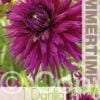 Dahlia Ambition - RB