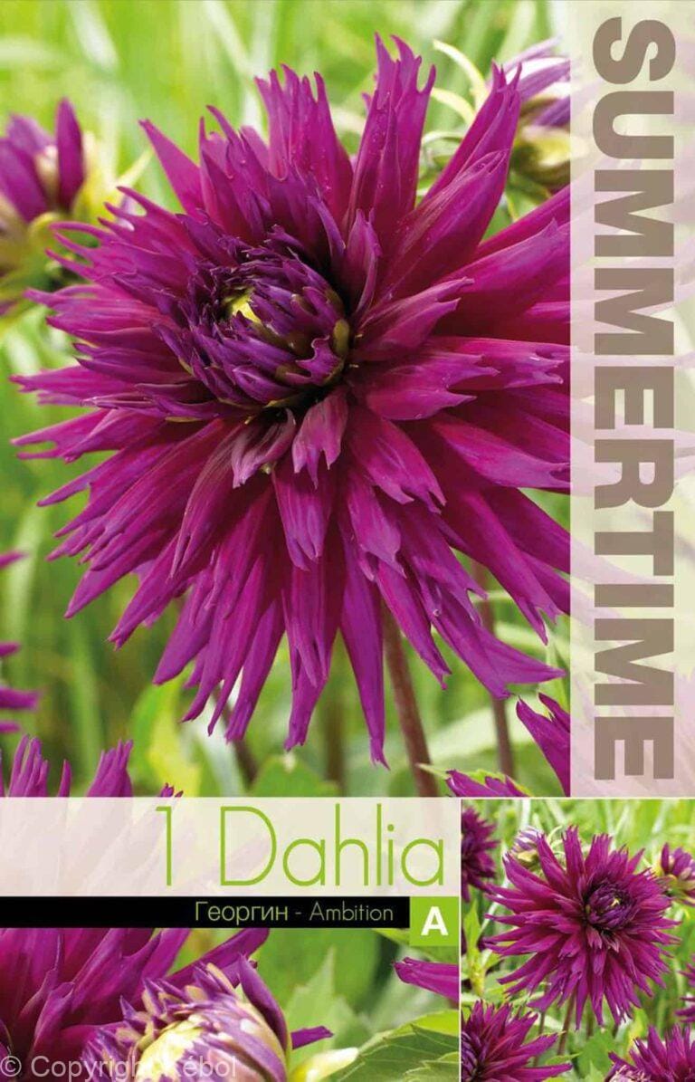 Dahlia Ambition - RB