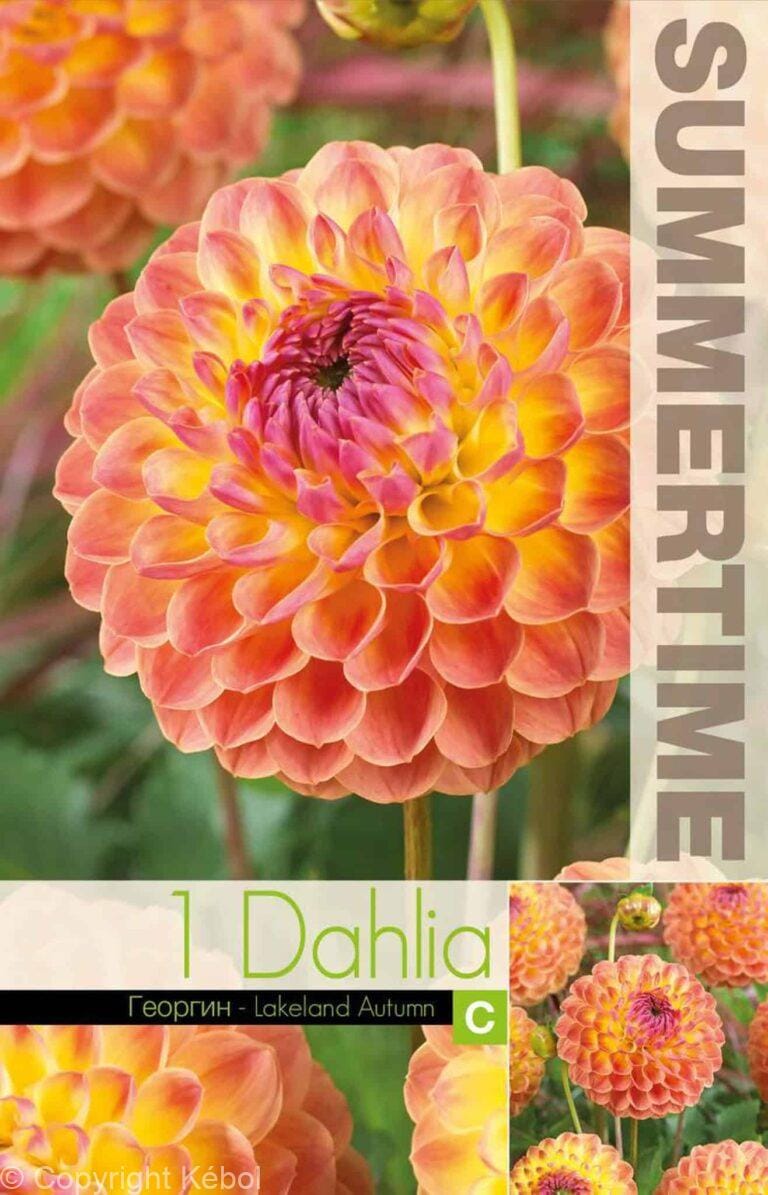 Dahlia Lakeland Autumn - RB