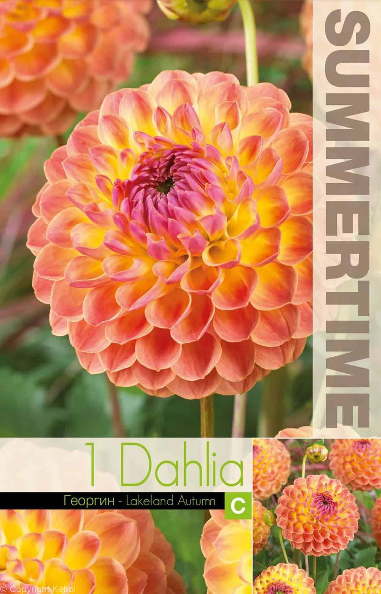 Dahlia Lakeland Autumn - RB