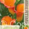 Lilium Orange County - RB