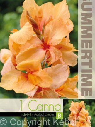 Canna Apricot Dream - RB