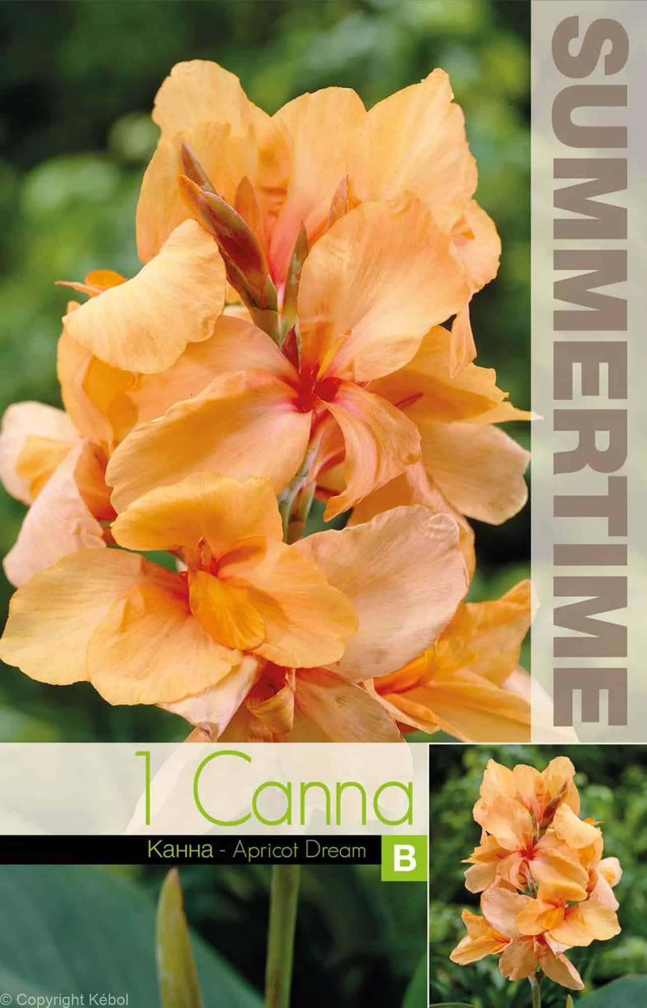 Canna Apricot Dream - RB