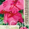 Canna Empire - RB