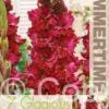 Gladiolus Burgundy - RB