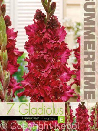 Gladiolus Burgundy - RB