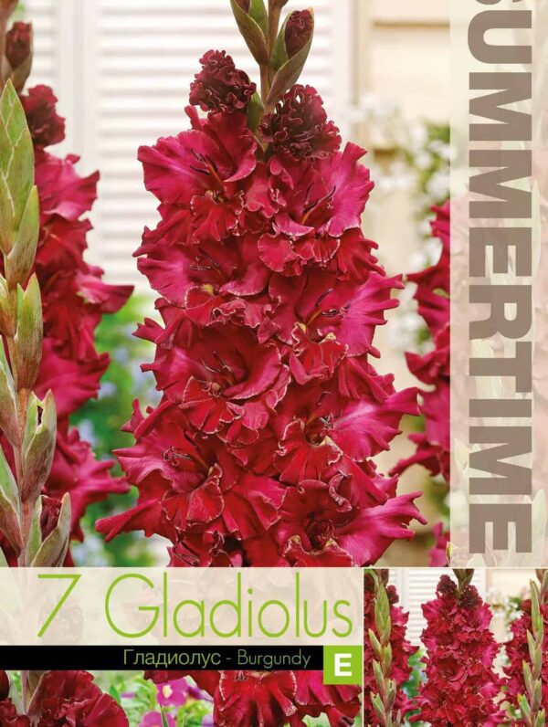 Gladiolus Burgundy - RB