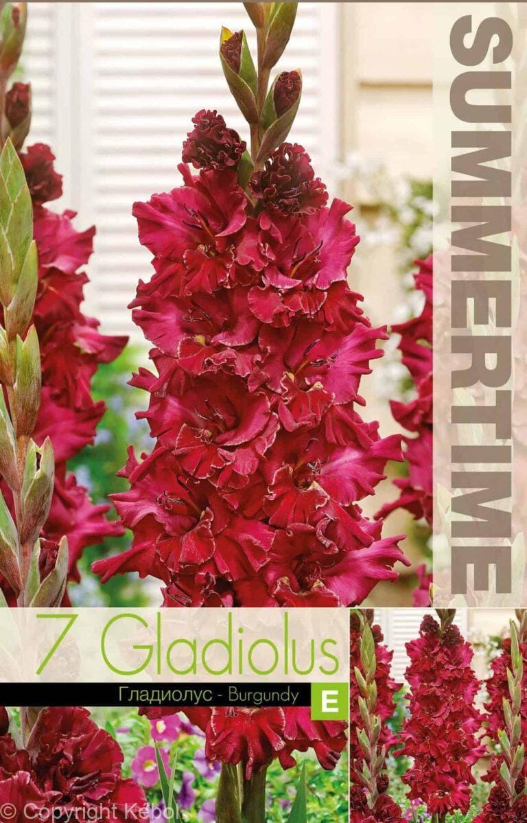 Gladiolus Burgundy - RB