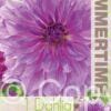 Dahlia Lavender Ruffles - RB