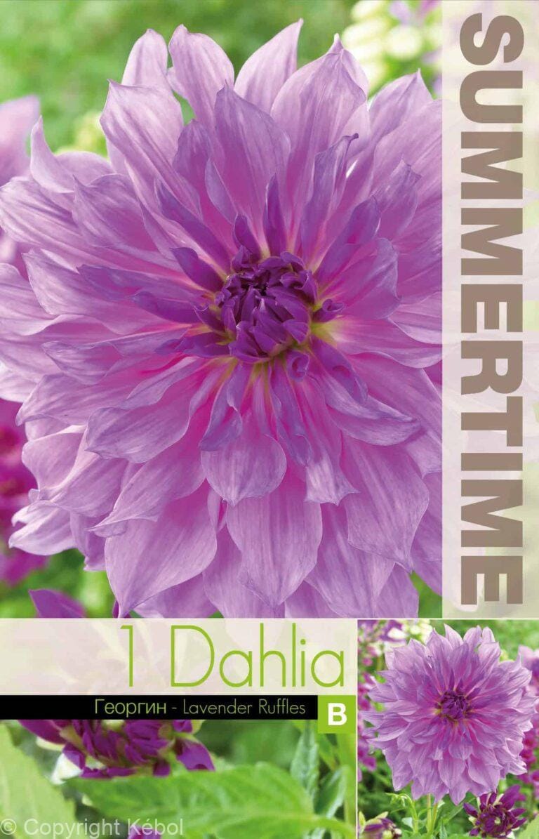 Dahlia Lavender Ruffles - RB