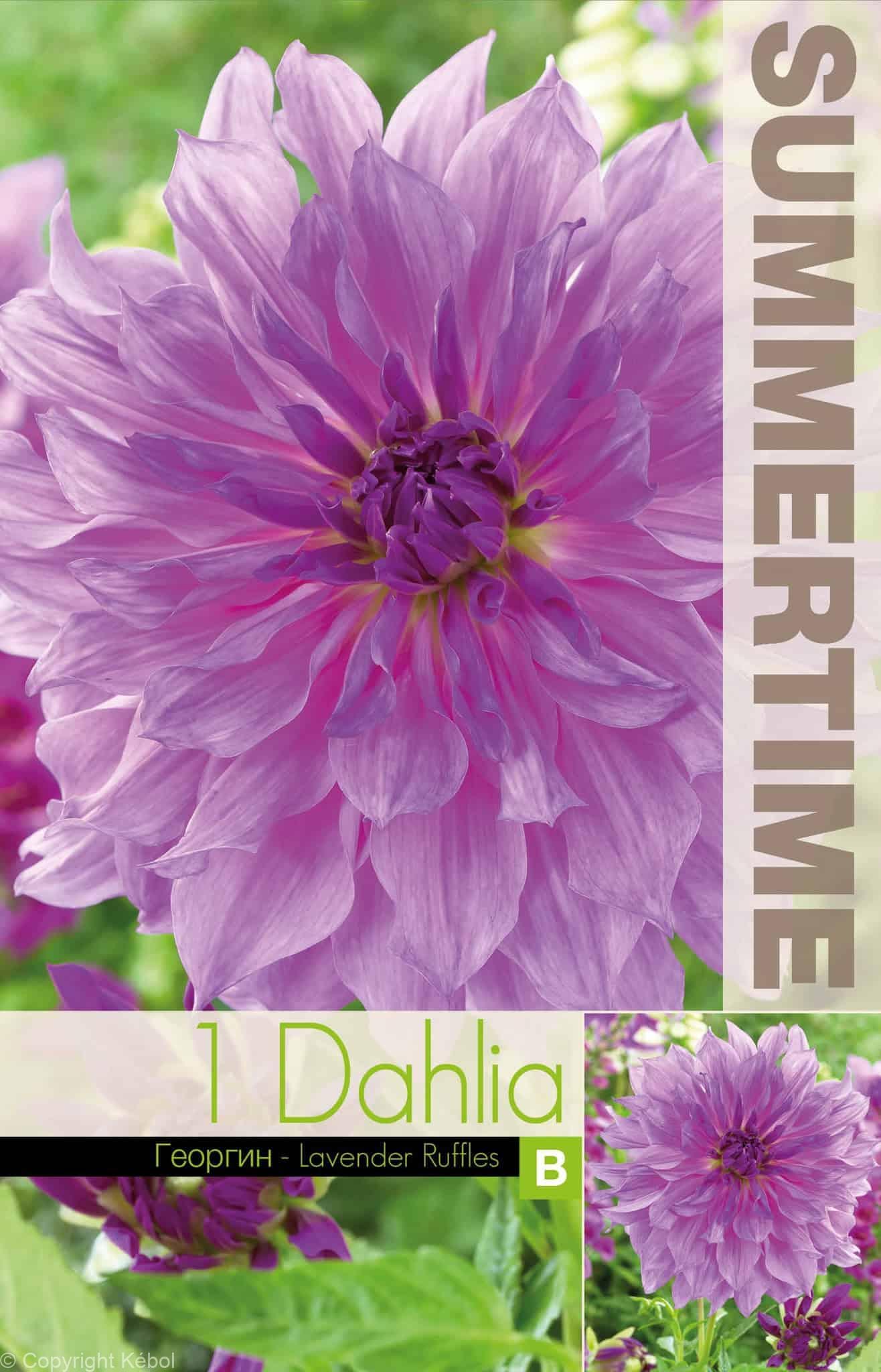 Dahlia Lavender Ruffles - RB